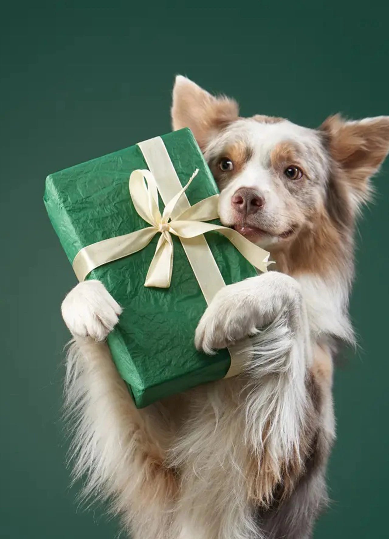 Pour animaux de compagnie